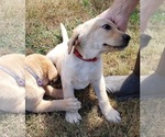 Small #12 Labrador Retriever