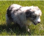 Small Photo #1 Aussiedoodle Miniature  Puppy For Sale in ROSCOMMON, MI, USA