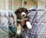 Puppy Batman Australian Shepherd