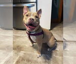 Small #16 American Pit Bull Terrier Mix