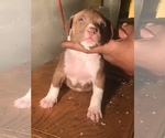 Small Photo #3 American Bully Puppy For Sale in CO SPGS, CO, USA