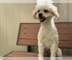 Poodle (Miniature) Dogs for adoption in Camarillo, CA, USA