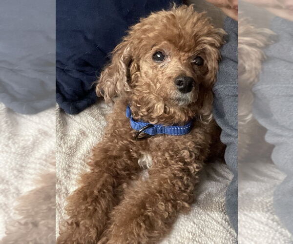 Medium Photo #6 Poodle (Miniature) Puppy For Sale in Chester, NJ, USA