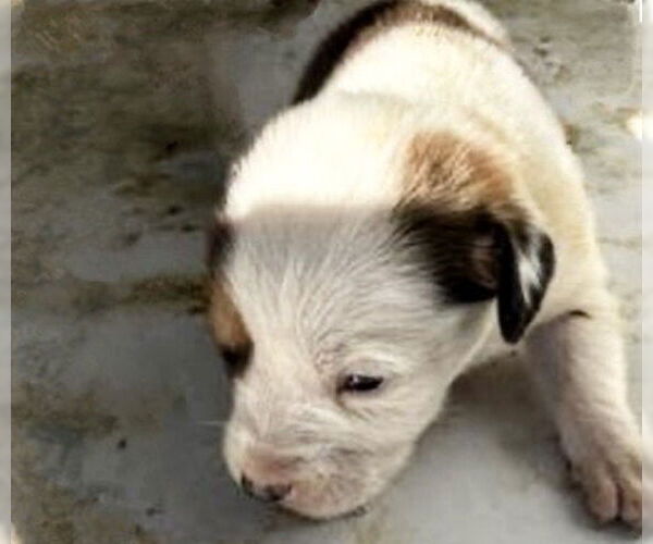 Medium Photo #2 Beagle Puppy For Sale in Houston, TX, USA