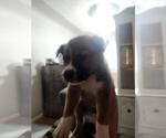 Small Mutt
