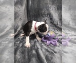 Small Photo #5 Faux Frenchbo Bulldog Puppy For Sale in COFFEYVILLE, KS, USA