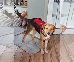 Retriever -Unknown Mix Dogs for adoption in Fultonham, NY, USA
