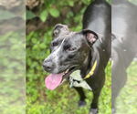 Small #1 American Pit Bull Terrier-Labrador Retriever Mix