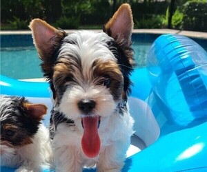 Yorkshire Terrier Puppy for sale in SARASOTA, FL, USA