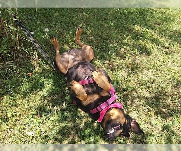 Medium Photo #4 Rottweiler Puppy For Sale in Westminster, MD, USA