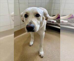 Labrador Retriever Dogs for adoption in Derwood, MD, USA