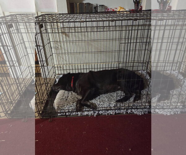 Medium Photo #5 Labrador Retriever Puppy For Sale in Forest, VA, USA