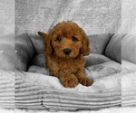 Image preview for Ad Listing. Nickname: Nolan