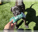 Small #4 American Pit Bull Terrier