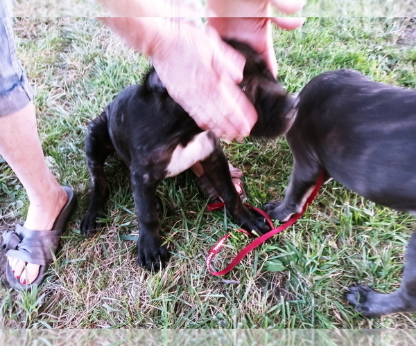 Medium Photo #7 Cane Corso Puppy For Sale in SPRINGFIELD, MO, USA