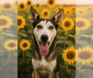 Hattie - Female Siberian Husky-Unknown Mix Dog for Adoption - Photo #2