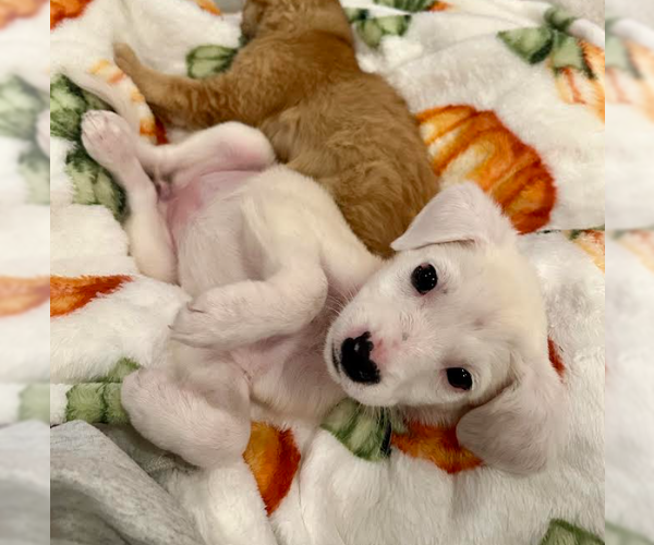 Medium Photo #2 Mutt Puppy For Sale in Brooklyn Center, MN, USA