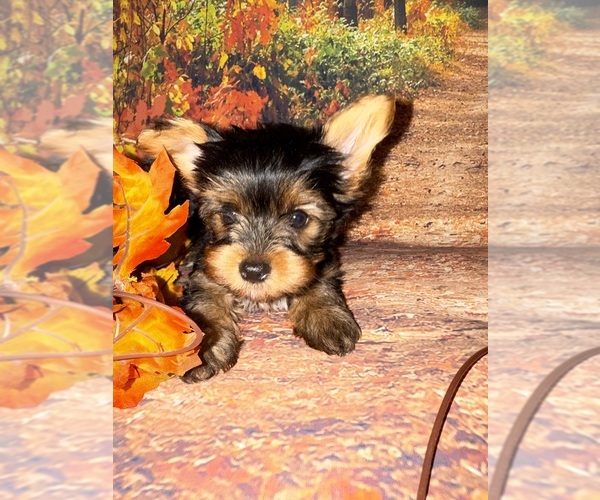 Medium Photo #1 Yorkshire Terrier Puppy For Sale in WILLISTON, SC, USA