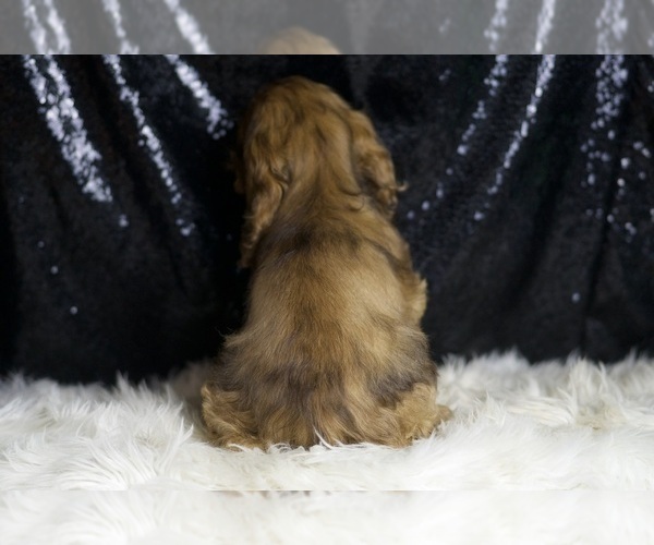 Medium Photo #35 Cocker Spaniel Puppy For Sale in WARSAW, IN, USA
