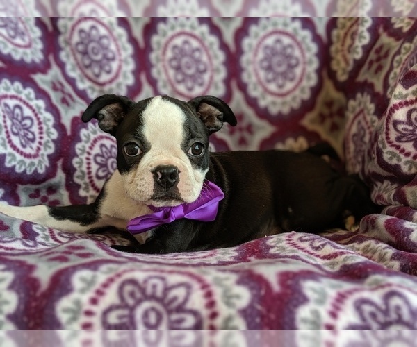 Medium Photo #2 Boston Terrier Puppy For Sale in LANCASTER, PA, USA