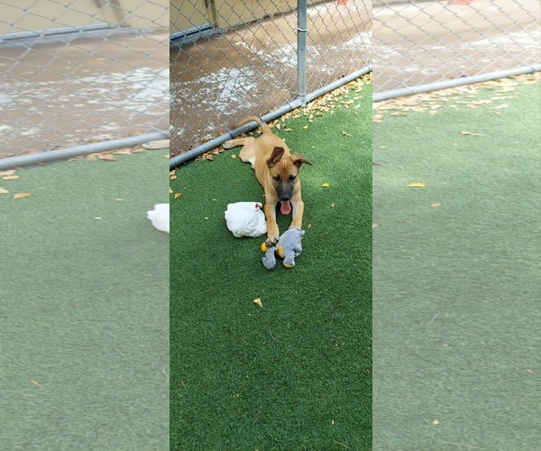 Medium Photo #1 Mutt Puppy For Sale in Pompano Beach , FL, USA