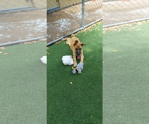 Mutt Dogs for adoption in Pompano Beach , FL, USA