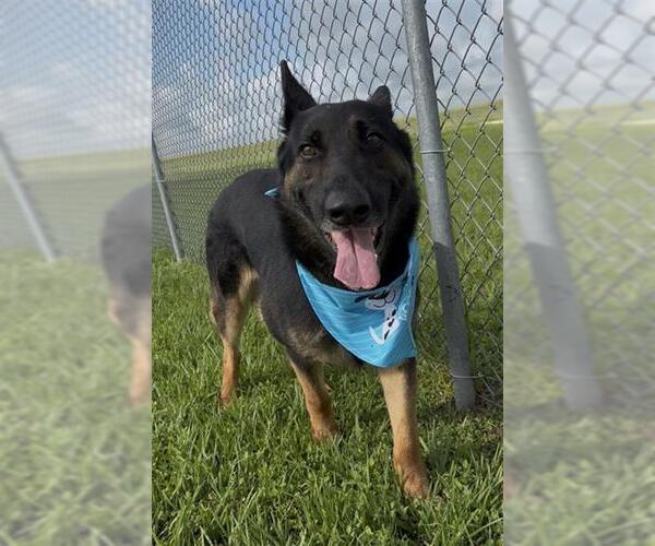 Medium Photo #6 German Shepherd Dog-Unknown Mix Puppy For Sale in Rosenberg, TX, USA