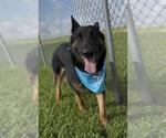 Small #5 German Shepherd Dog Mix