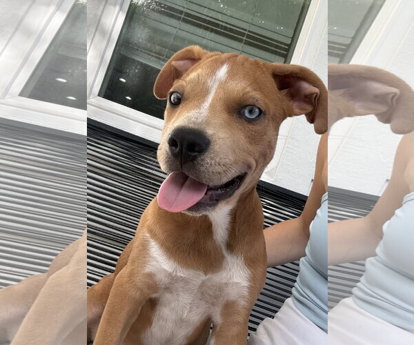 Medium Photo #4 Catahoula Leopard Dog-Unknown Mix Puppy For Sale in Royal Palm Beach, FL, USA