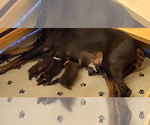 Small Photo #50 Doberman Pinscher Puppy For Sale in MACOMB TOWNSHIP, MI, USA