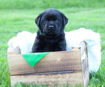 Puppy Johnson Labrador Retriever