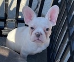 Small #7 French Bulldog
