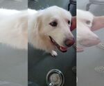 Small #10 Great Pyrenees Mix