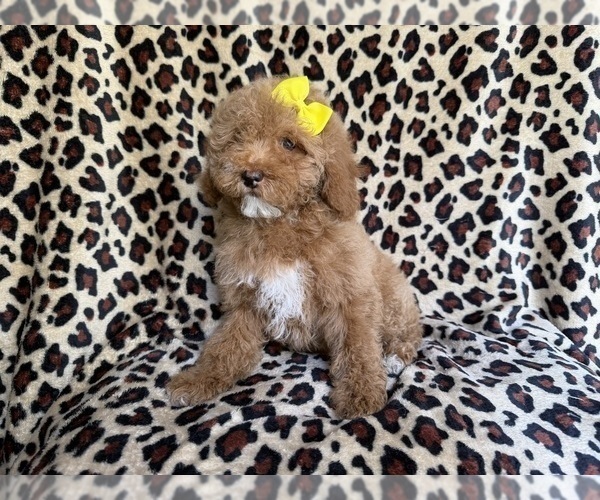 Medium Photo #2 Cock-A-Poo Puppy For Sale in LAKELAND, FL, USA