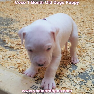Medium Photo #89 Dogo Argentino Puppy For Sale in JANE, MO, USA
