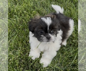 Shih Tzu Puppy for sale in PRESTON, ID, USA