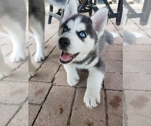 Siberian Husky Puppy for sale in NEW LENOX, IL, USA