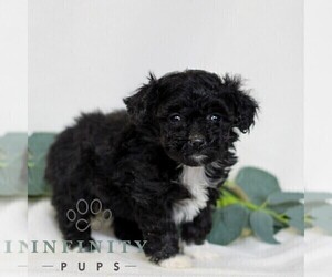 Pembroke Welsh Corgi-Poodle (Miniature) Mix Puppy for sale in EAST EARL, PA, USA