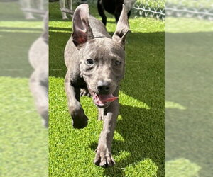 Mutt Dogs for adoption in Texas City, TX, USA