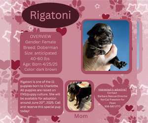 Doberman Pinscher Dogs for adoption in Rancho Cordova, CA, USA