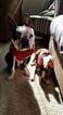 Small Photo #1 Boston Terrier Puppy For Sale in HAVRE DE GRACE, MD, USA