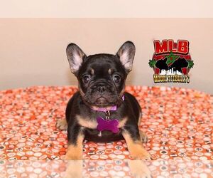 French Bulldog Puppy for sale in POMPANO BEACH, FL, USA