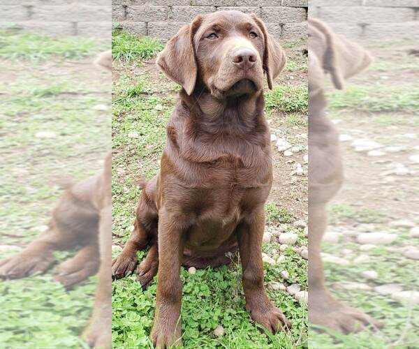 Medium Photo #1 Labrador Retriever Puppy For Sale in OLYMPIA, WA, USA