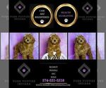 Small Photo #12 Poodle (Toy) Puppy For Sale in WARSAW, IN, USA