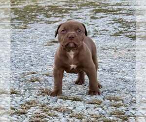 American Pit Bull Terrier Puppy for sale in ROXBORO, NC, USA