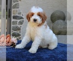 Small #1 Goldendoodle