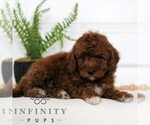 Small #2 Goldendoodle (Miniature)