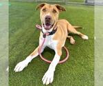 Small #2 American Pit Bull Terrier Mix