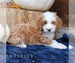 Small #2 Bernedoodle (Miniature)
