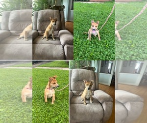Labrador Retriever-Unknown Mix Dogs for adoption in SHERBURNE, NY, USA